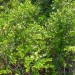 Fetterbush